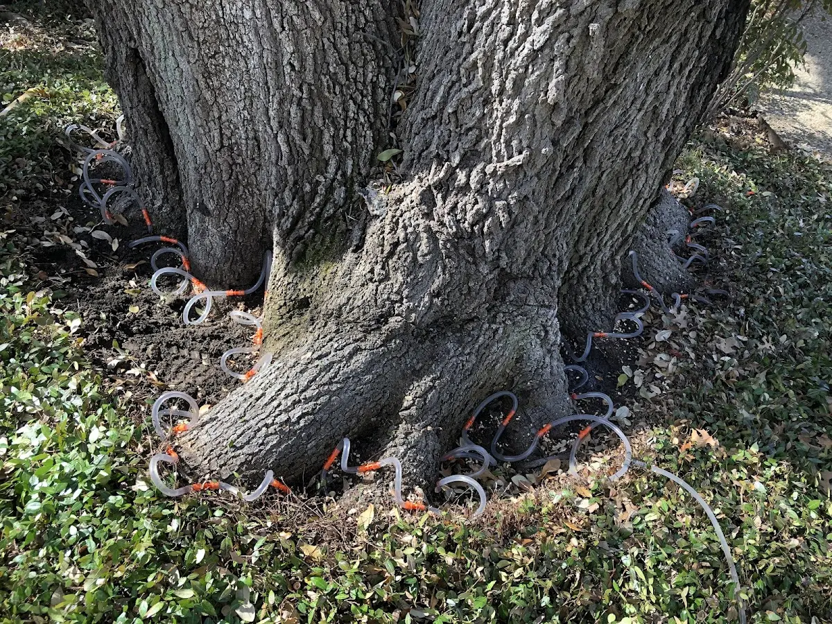 Detailed Tree Cabling and Bracing job site in Dutch Flat